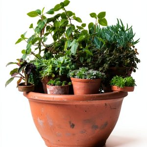 Container Gardening Guide Small Space Urban Garden Tips by Kyle Books-0