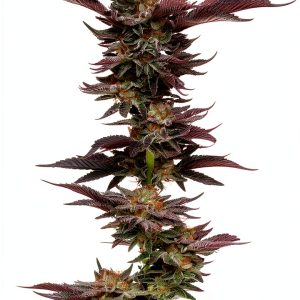 Marijuana Cultivation Handbook by Ten Speed Press Kindle eBook-0