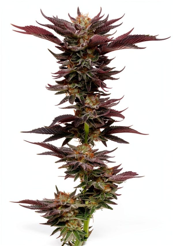 Marijuana Cultivation Handbook by Ten Speed Press Kindle eBook-0