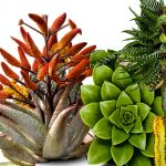 Cactus & Succulent Identification Guide - Kindle by Timber Press-0